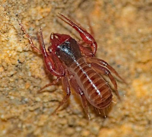 Chthonius ischnocheles